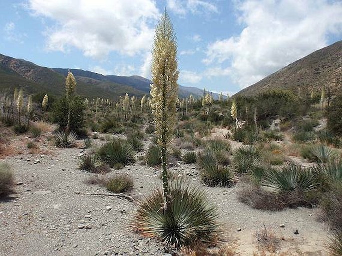 HESPEROYUCCA WHIPPLEI (Torr.) Trel.