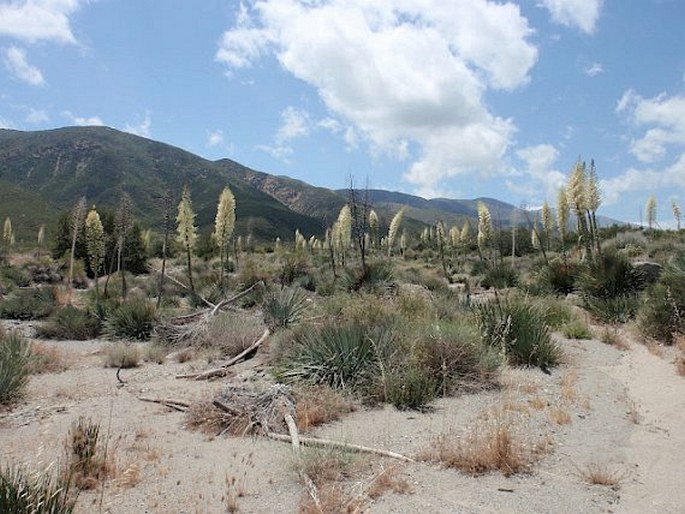 Hesperoyucca whipplei