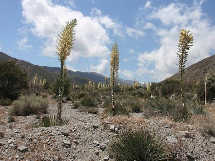 Hesperoyucca whipplei