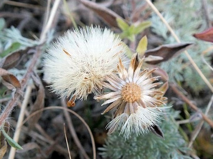 Heterotheca villosa