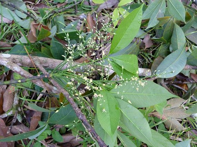 Hevea brasiliensis