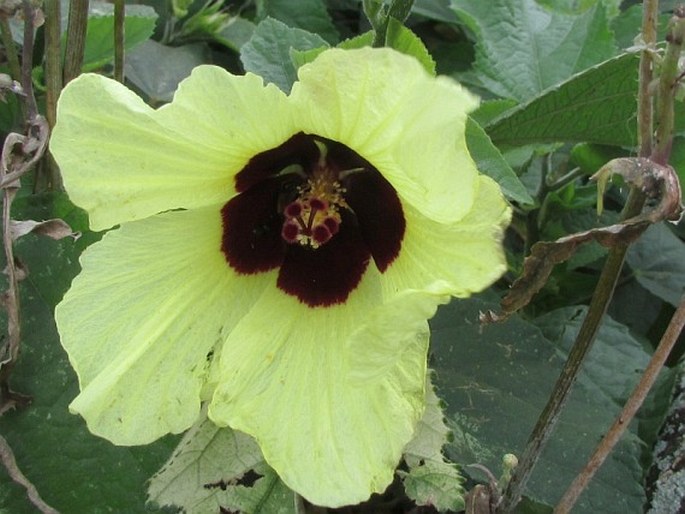 Hibiscus calyphyllus