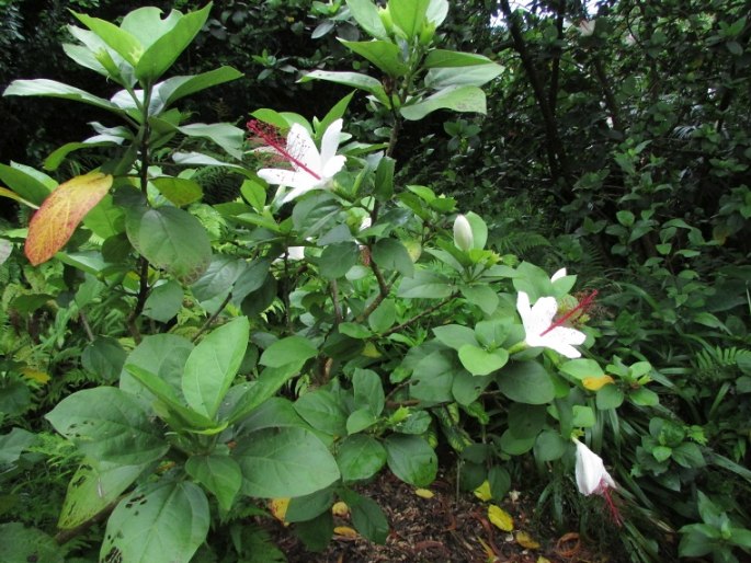 Hibiscus arnottianus