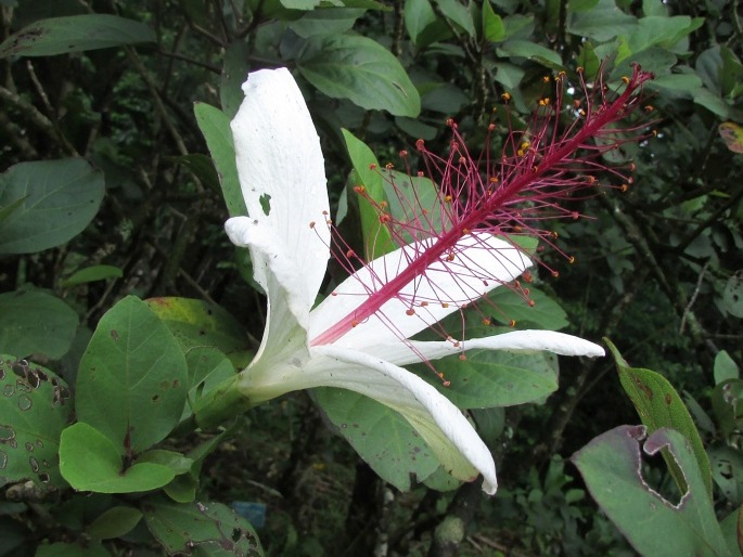 Hibiscus arnottianus