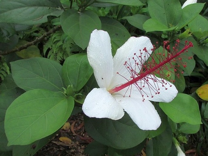 Hibiscus arnottianus