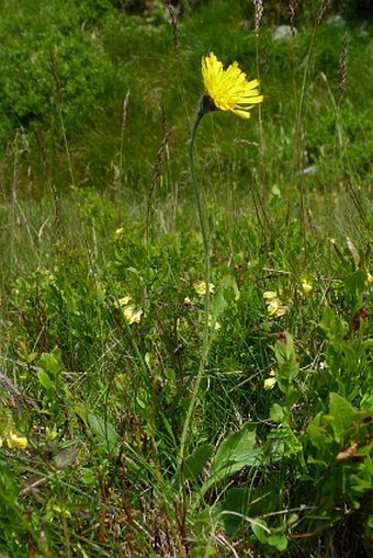 Hieracium decipiens