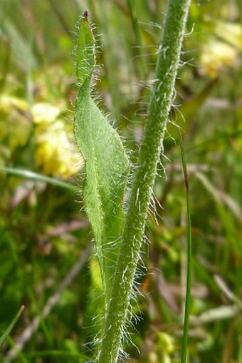 Hieracium decipiens