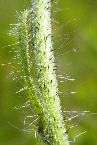 Hieracium decipiens