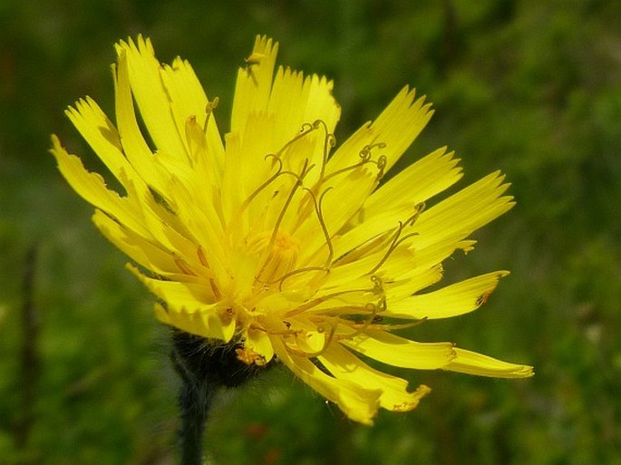 HIERACIUM DECIPIENS Tausch – jestřábník klamný / jastrabník