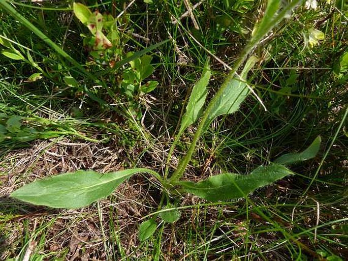 Hieracium decipiens