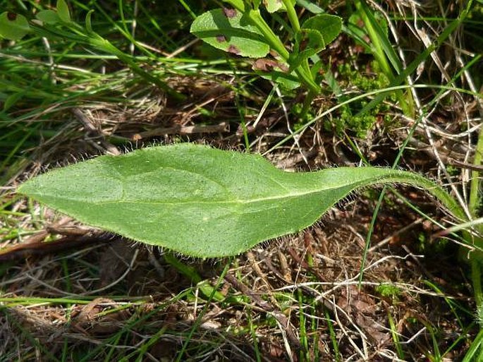 Hieracium decipiens