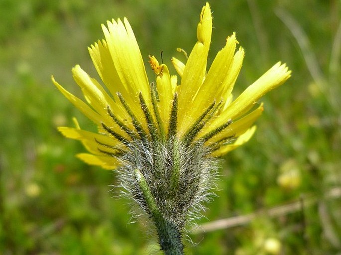 Hieracium decipiens