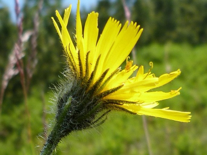 Hieracium decipiens