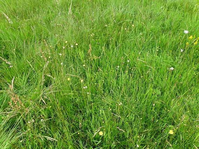 Hieracium flagellare