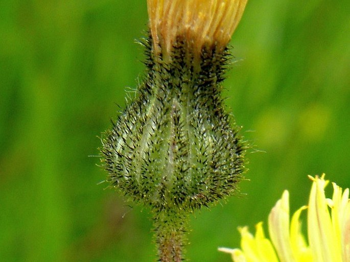 Pilosella flagellaris