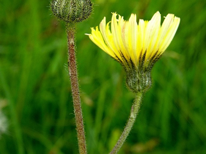 Pilosella flagellaris