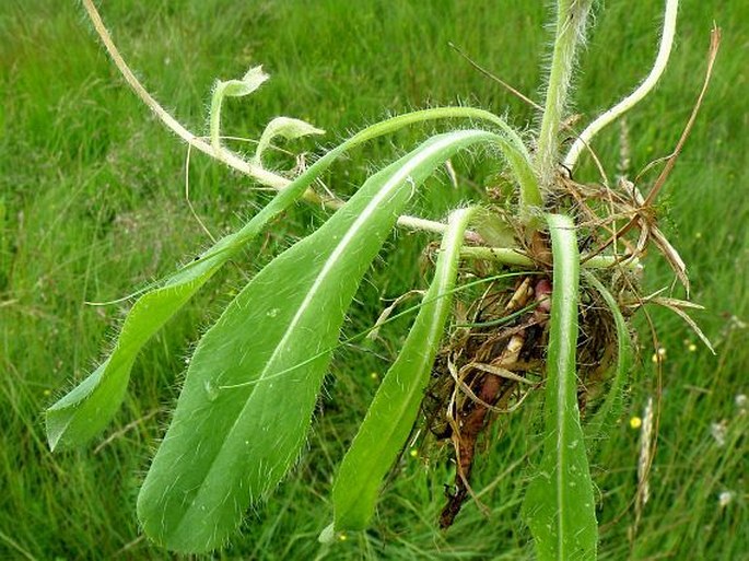 Pilosella flagellaris