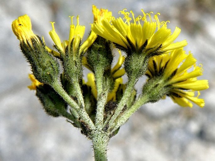 Pilosella floribunda