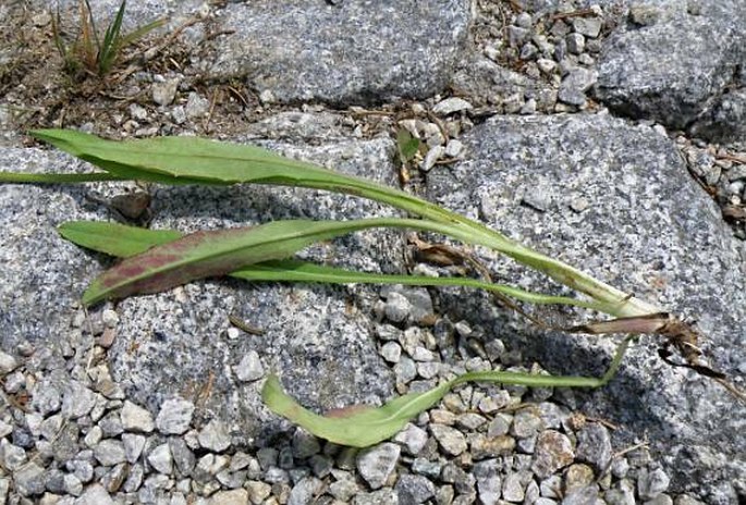 Pilosella floribunda