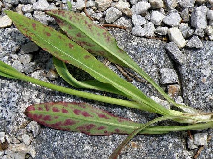 Pilosella floribunda