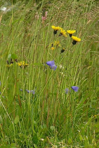 Hieracium glandulosodentatum