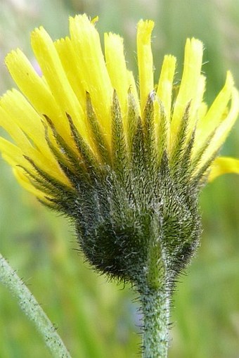 Hieracium glandulosodentatum