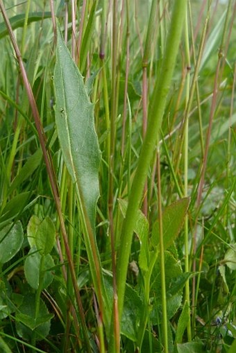 Hieracium glandulosodentatum