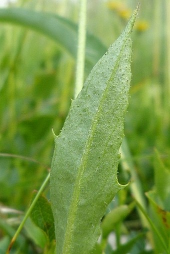 Hieracium glandulosodentatum