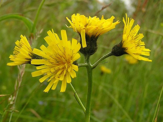 HIERACIUM GLANDULOSODENTATUM Uechtr. – jestřábník žlázkozubý / jastrabník