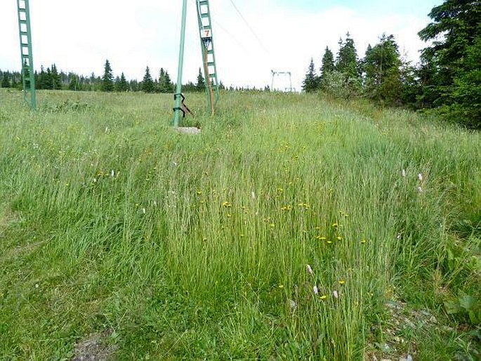 Hieracium glandulosodentatum