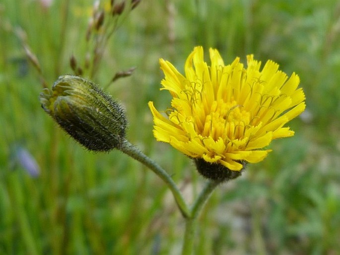 Hieracium glandulosodentatum