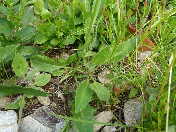 Hieracium glandulosodentatum