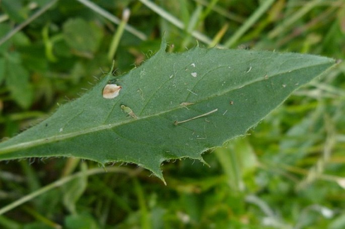 Hieracium glandulosodentatum