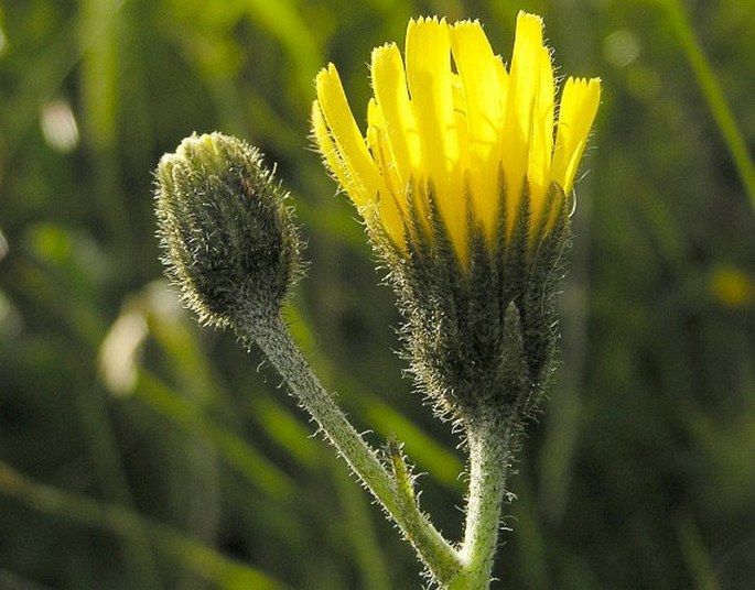 Hieracium glandulosodentatum