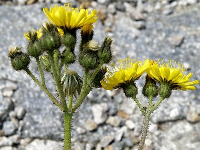 Pilosella glomerata