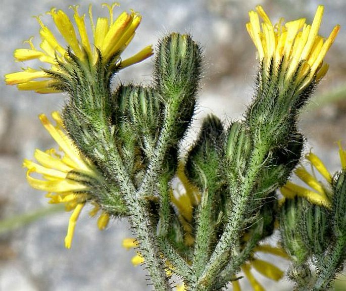 Hieracium glomeratum