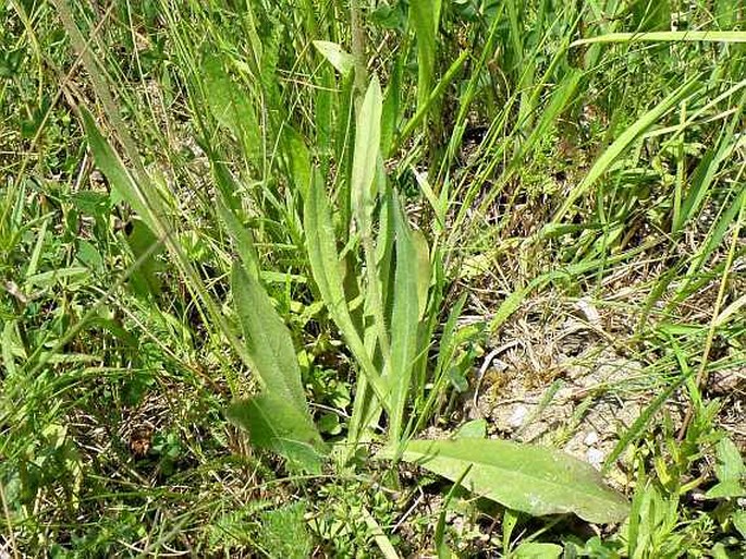 Hieracium glomeratum