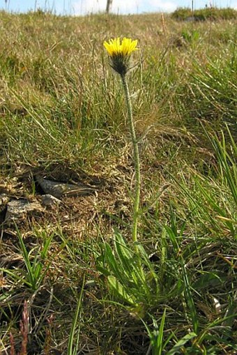 Hieracium melanocephalum