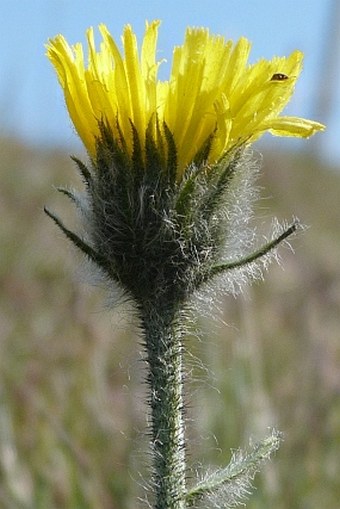 Hieracium melanocephalum