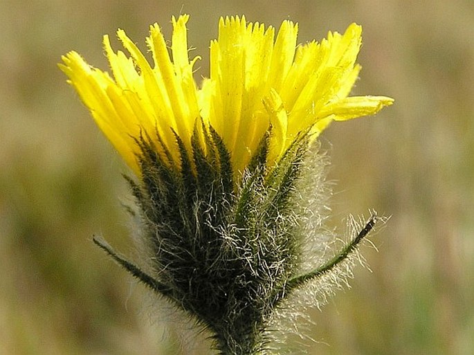 HIERACIUM MELANOCEPHALUM Tausch – jestřábník černohlavý / jastrabník