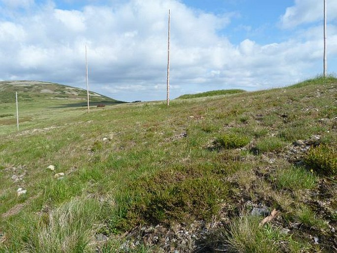 Hieracium melanocephalum