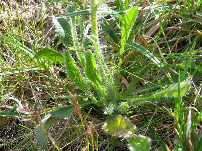 Hieracium melanocephalum