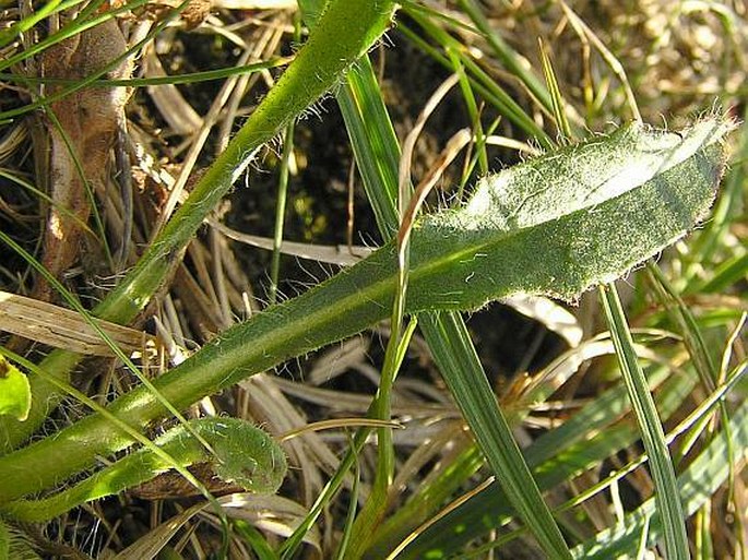 Hieracium melanocephalum