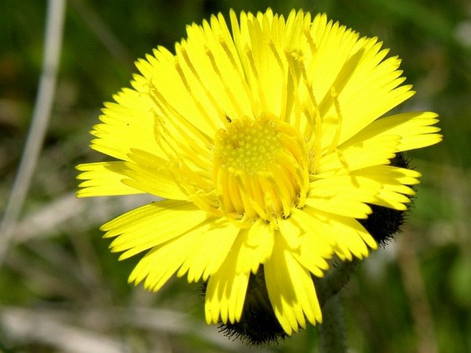 HIERACIUM LACTUCELLA Wallr. – jestřábník myší ouško / chlpánik myší