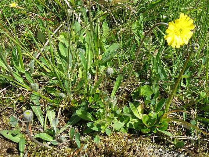 Hieracium lactucella