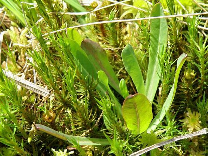 Pilosella lactucella