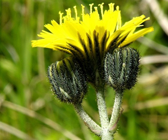 Pilosella lactucella