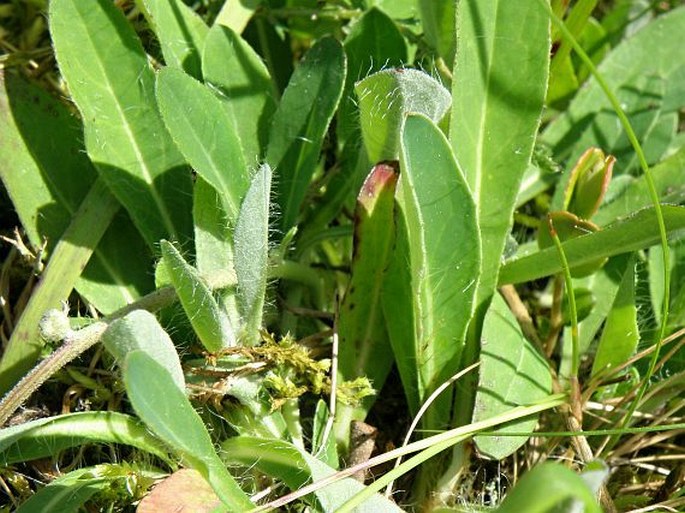 Pilosella lactucella