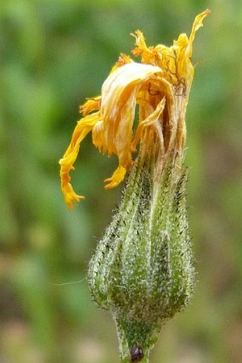 Hieracium maculatum