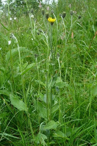 Hieracium pedunculare